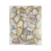 Tweed Bait Pipis In Shell 400g -Fishing Supplies Sale BCF 293977 00 hi res