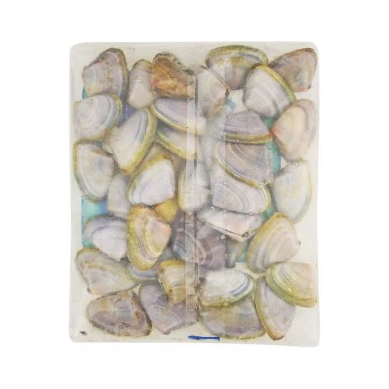 Tweed Bait Pipis In Shell 400g 3 Tweed Bait Pipis In Shell 400g