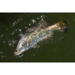 Berkley PowerBait Hollow Belly Soft Plastic Lure 6in Hitch