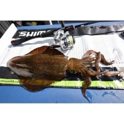 Shimano Sephia Flash Boost Squid Jig 2.5 Lime B -Fishing Supplies Sale BCF 598996 02 limeb hi res