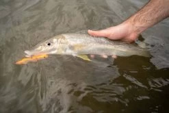 Daiwa Infeet Slippery Dog TG Tune Surface Lure 80mm Krill 7 Daiwa Infeet Slippery Dog TG Tune Surface Lure 80mm Krill -Fishing Supplies Sale BCF 601481 02 krill hi res