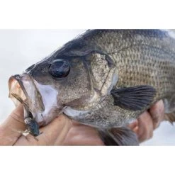 Berkley Powerbait Shrimp Soft Plastic Lure 2in Pink Glitter -Fishing Supplies Sale BCF 623041 06 pinkglitter hi res