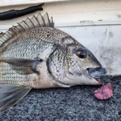 Blue Lip Baits Micro Mussel L Lure 3cm Dark Knight